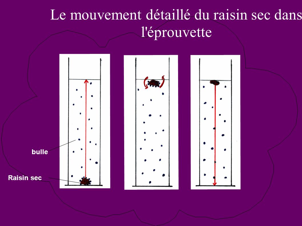 Le mouvement détaillé du raisin sec dans l éprouvette bulle Raisin sec