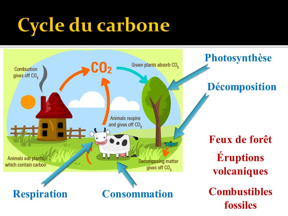Consommation Photosynthèse Respiration Décomposition Feux de forêt Éruptions volcaniques Combustibles fossiles