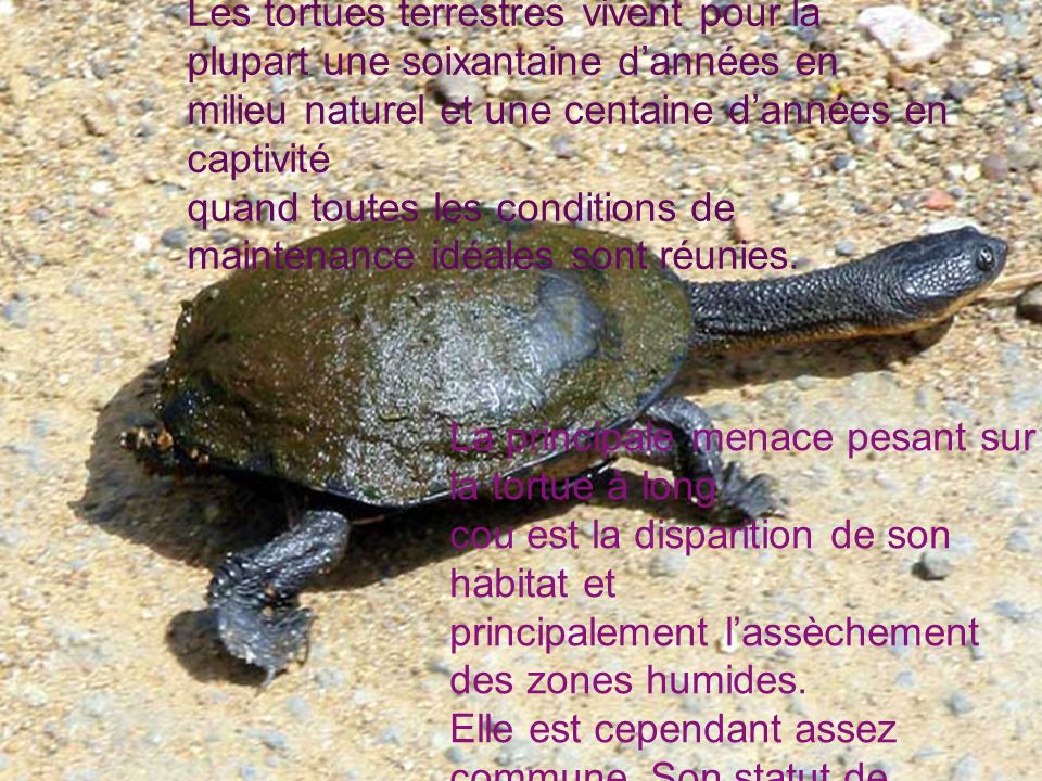 Au début de l’été qui débute en décembre dans l’hémisphère sud, la tortue à long cou pond de 8 à 20 œufs dans un trou, qu’elle a creusé dans le sable à proximité de l’eau.