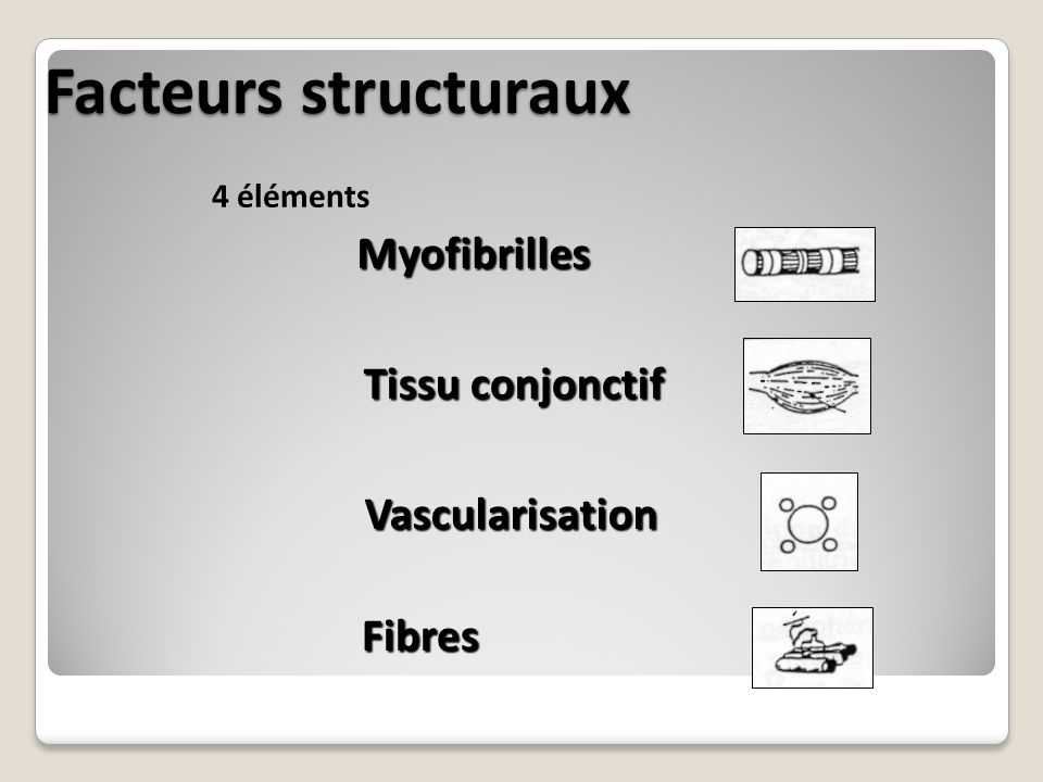 Facteurs structuraux Myofibrilles Tissu conjonctif Vascularisation Fibres 4 éléments