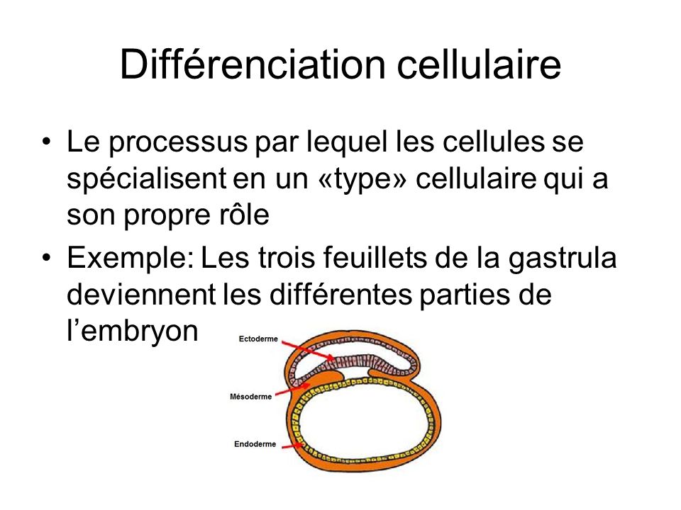 Différenciation cellulaire Le processus par lequel les cellules se spécialisent en un «type» cellulaire qui a son propre rôle Exemple: Les trois feuillets de la gastrula deviennent les différentes parties de l’embryon
