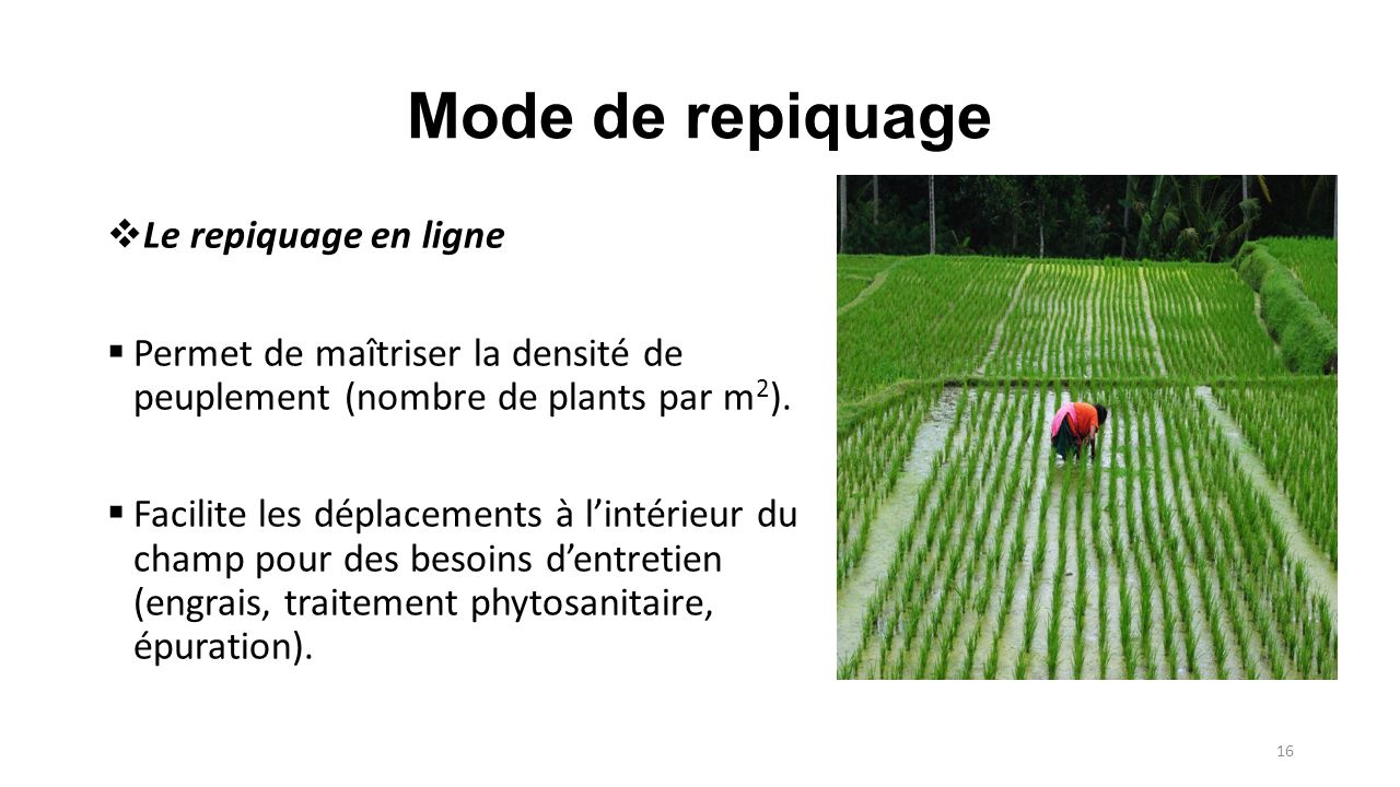 Mode de repiquage  Le repiquage en ligne  Permet de maîtriser la densité de peuplement (nombre de plants par m 2 ).