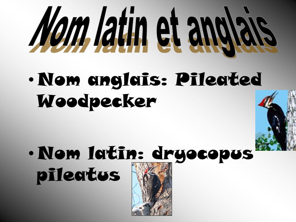 Nom anglais: Pileated Woodpecker Nom latin: dryocopus pileatus