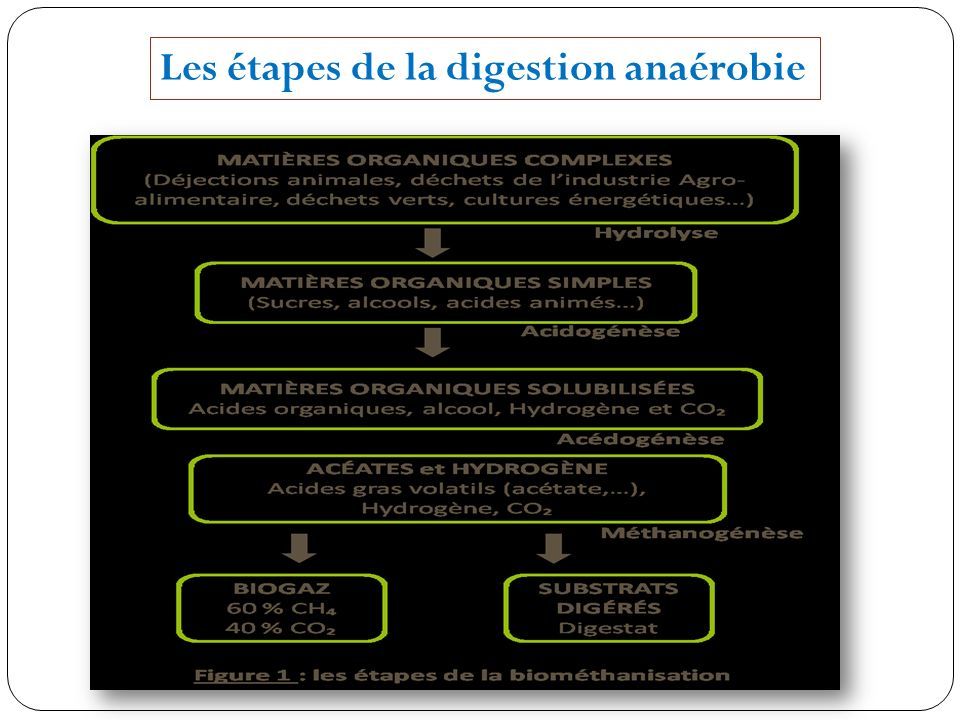Les étapes de la digestion anaérobie