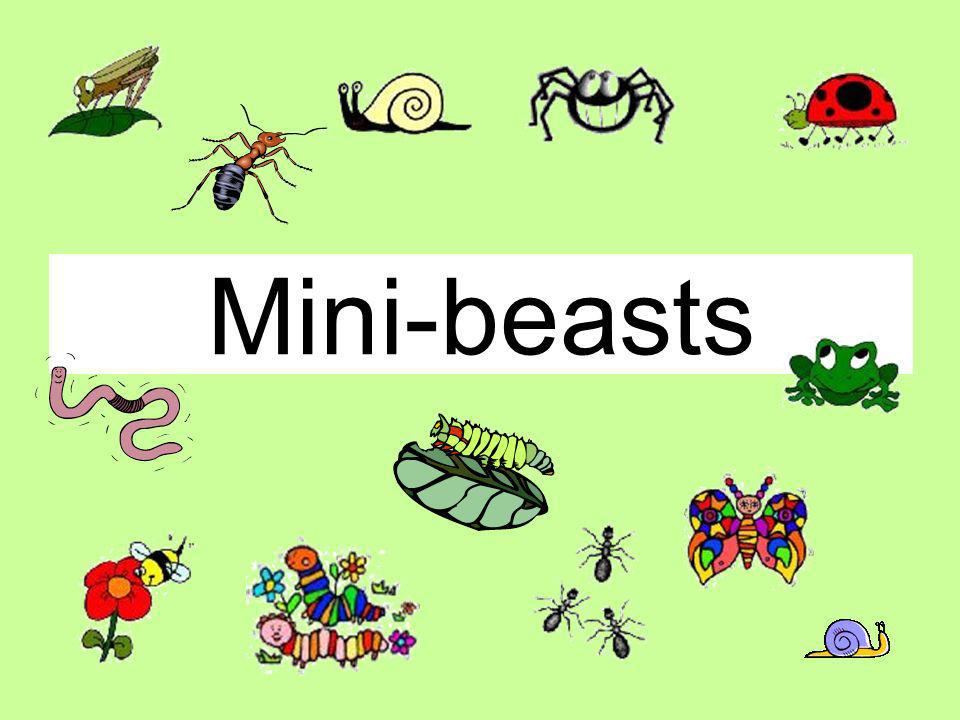 Mini-beasts