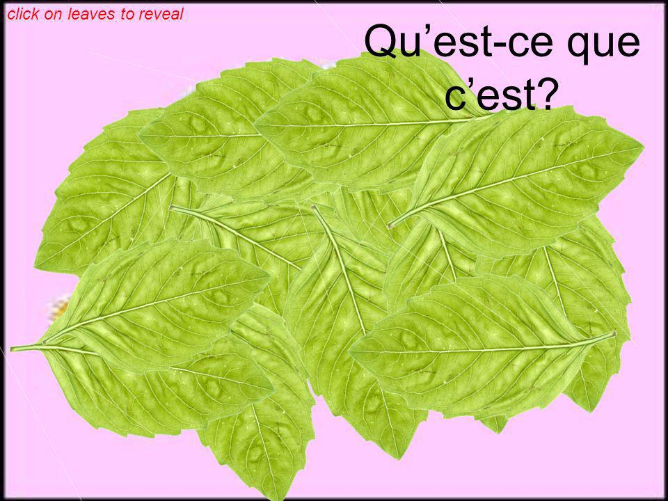 click on leaves to reveal Quest-ce que cest