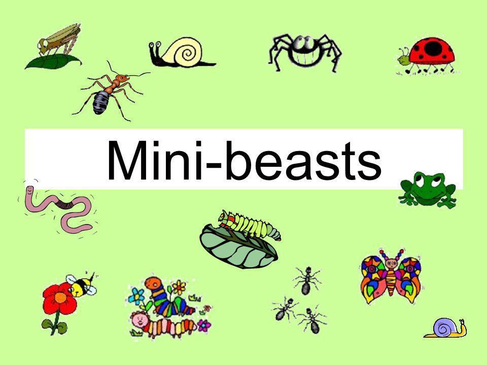 Mini-beasts