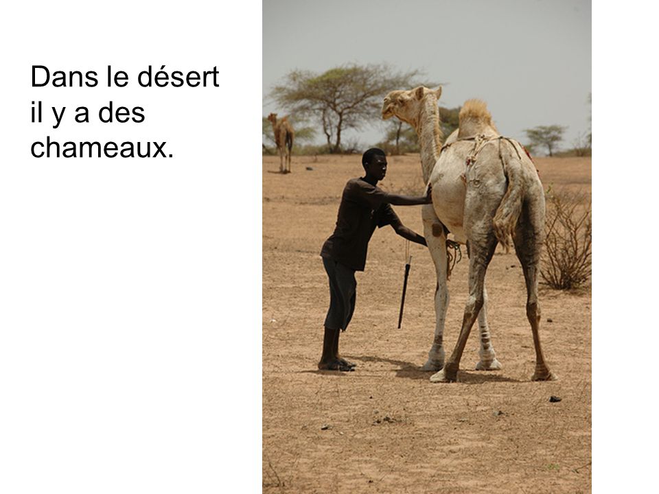 Dans le désert il y a des chameaux.