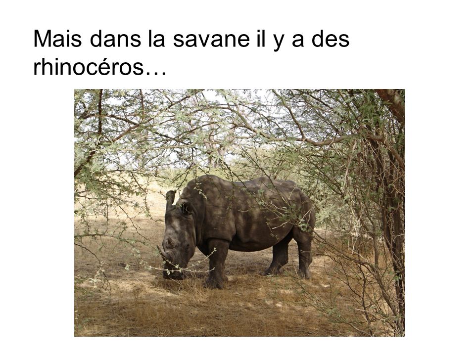 Mais dans la savane il y a des rhinocéros…