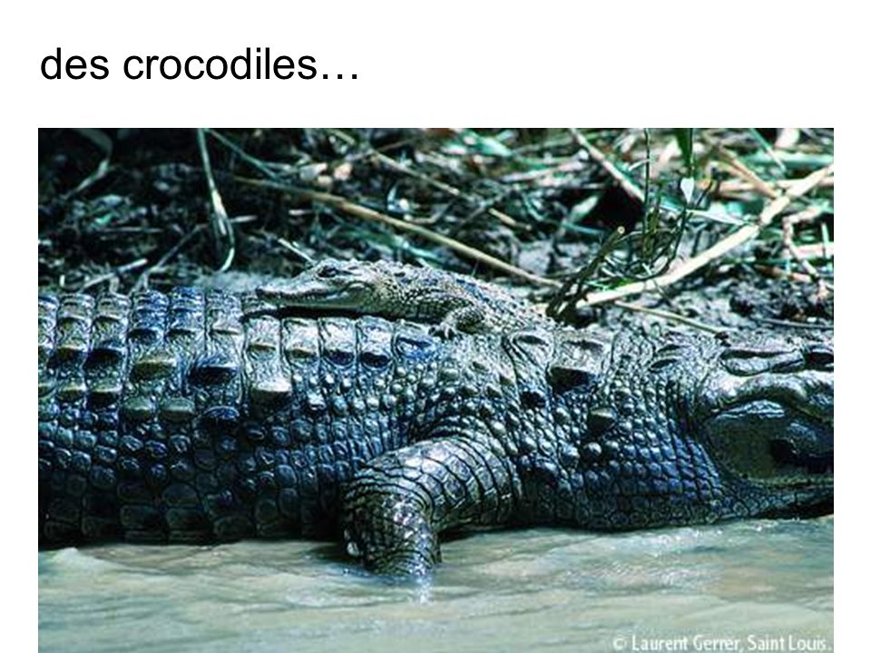 des crocodiles…