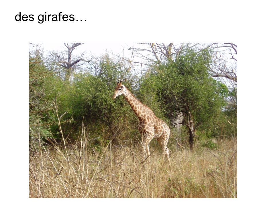 des girafes…
