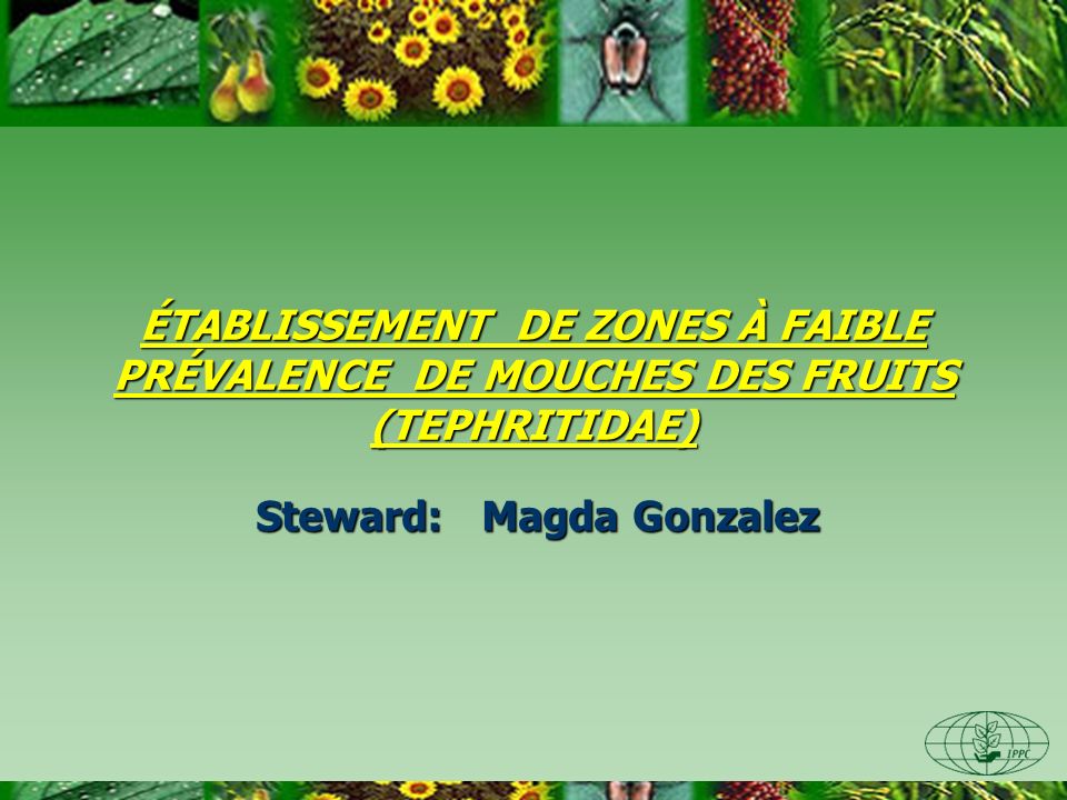 ÉTABLISSEMENT DE ZONES À FAIBLE PRÉVALENCE DE MOUCHES DES FRUITS (TEPHRITIDAE) Steward: Magda Gonzalez