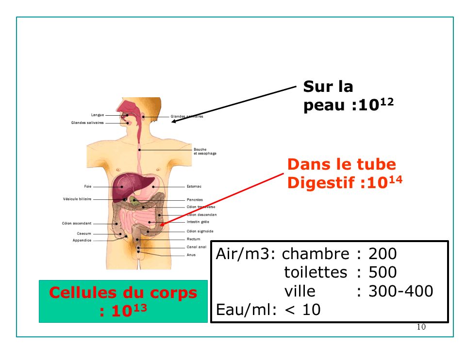 10 Dans le tube Digestif :10 14 Xf<s Cellules du corps : Sur la peau :10 12 Air/m3: chambre: 200 toilettes: 500 ville: Eau/ml: < 10