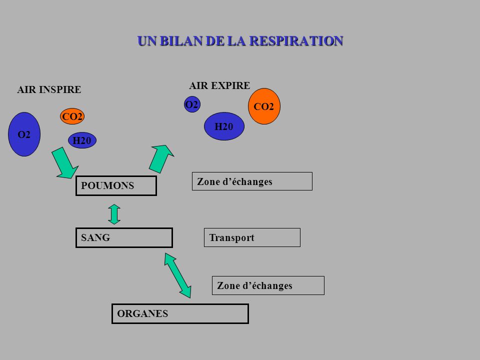 UN BILAN DE LA RESPIRATION AIR INSPIRE AIR EXPIRE O2 CO2 H20 O2 CO2 H20 POUMONS Zone déchanges SANG ORGANES Transport Zone déchanges