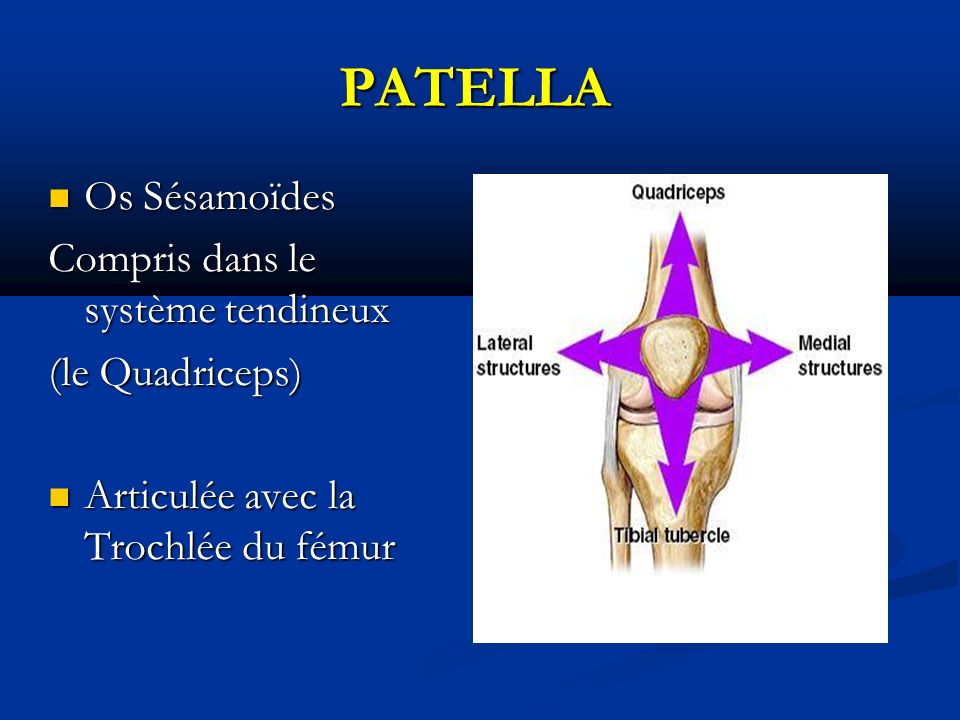 PATELLA Os Sésamoïdes Os Sésamoïdes Compris dans le système tendineux (le Quadriceps) (le Quadriceps) Articulée avec la Trochlée du fémur Articulée avec la Trochlée du fémur