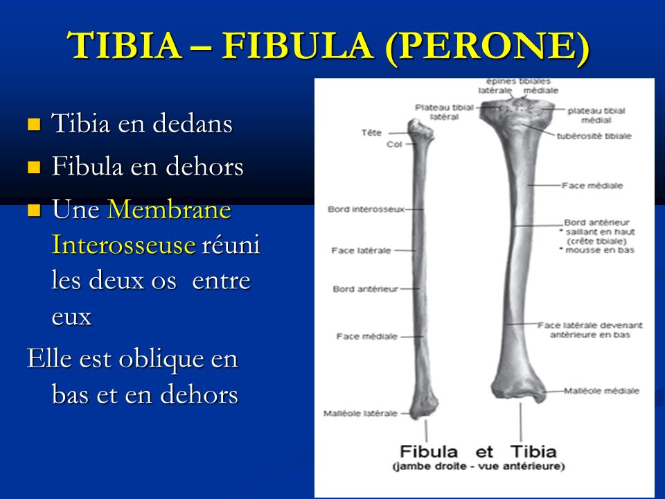 TIBIA – FIBULA (PERONE) TIBIA – FIBULA (PERONE) Tibia en dedans Tibia en dedans Fibula en dehors Fibula en dehors Une Membrane Interosseuse réuni les deux os entre eux Une Membrane Interosseuse réuni les deux os entre eux Elle est oblique en bas et en dehors