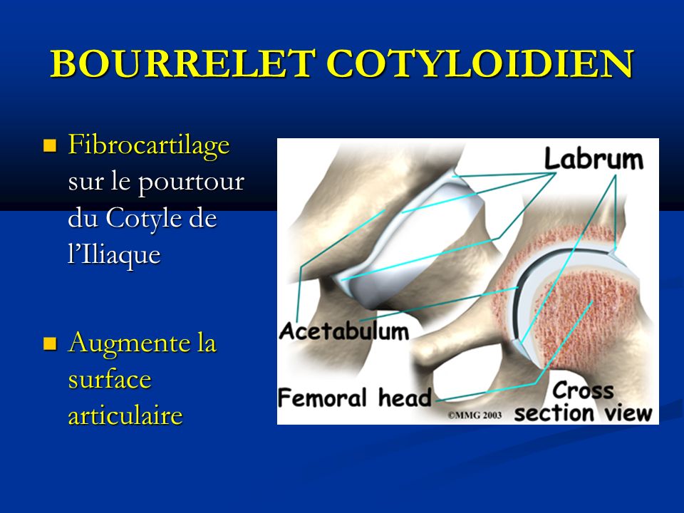 BOURRELET COTYLOIDIEN Fibrocartilage sur le pourtour du Cotyle de lIliaque Fibrocartilage sur le pourtour du Cotyle de lIliaque Augmente la surface articulaire Augmente la surface articulaire