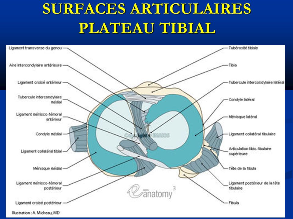 SURFACES ARTICULAIRES PLATEAU TIBIAL