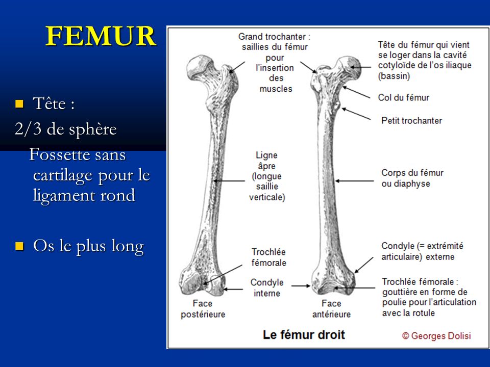 FEMUR Tête : Tête : 2/3 de sphère Fossette sans cartilage pour le ligament rond Fossette sans cartilage pour le ligament rond Os le plus long Os le plus long