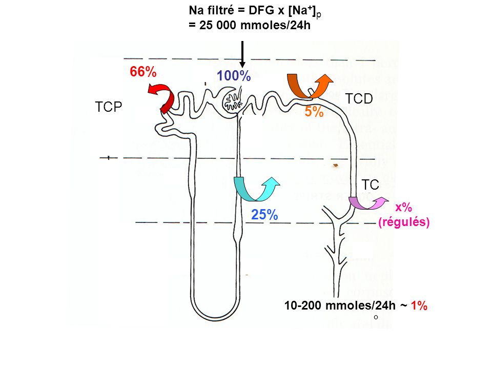 TCD TC 25% x% (régulés) Na filtré = DFG x [Na + ] p = mmoles/24h mmoles/24h ~ 1% ° 100% TCP 66% 5%
