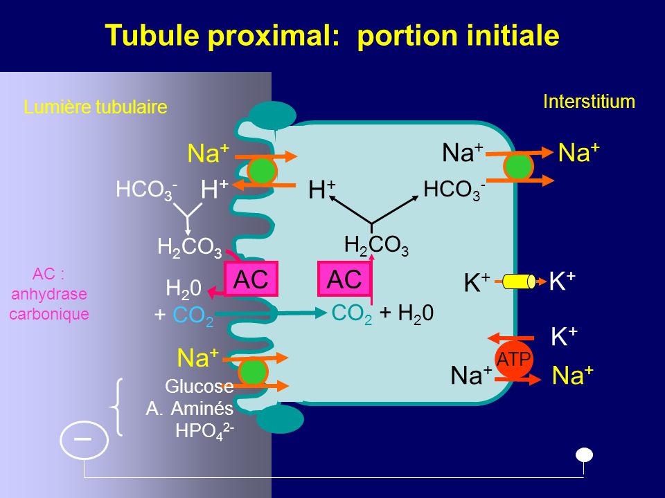 Na + Glucose A.Aminés HPO 4 2- Na + K+K+ ATP K+K+ K+K+ H+H+ HCO 3 - H 2 CO 3 H+H+ HCO 3 - CO 2 + H 2 0 AC _ H CO 2 AC AC : anhydrase carbonique Lumière tubulaire Interstitium Tubule proximal: portion initiale Na +
