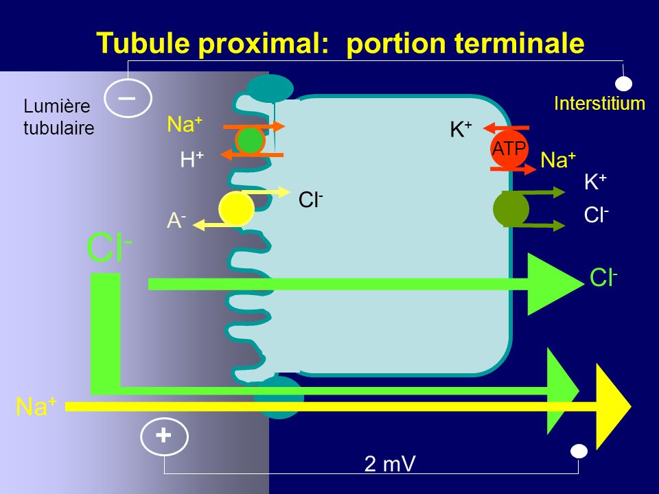 K+K+ H+H+ 2 mV ATP Na + Cl - + Lumière tubulaire Interstitium Cl - Tubule proximal: portion terminale Cl - A-A- _ K+K+