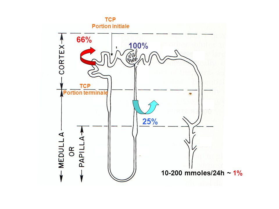 66% 25% mmoles/24h ~ 1% TCP Portion initiale TCP Portion terminale 100%