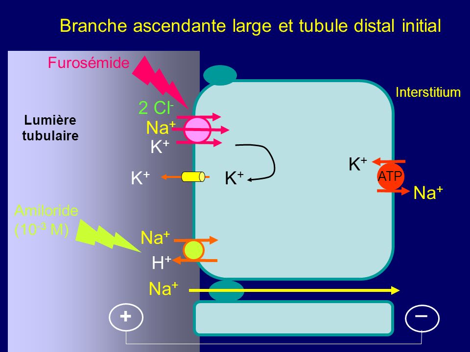Branche ascendante large et tubule distal initial Lumière tubulaire Interstitium K+K+ Na + H+H+ ATP + 2 Cl - Na + K+K+ K+K+ K+K+ _ Furosémide Amiloride (10 -3 M)