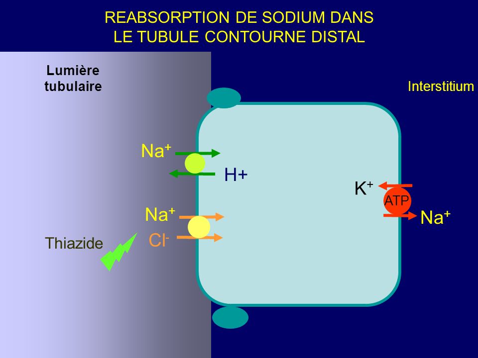 K+K+ Na + Cl - ATP Lumière tubulaire Interstitium REABSORPTION DE SODIUM DANS LE TUBULE CONTOURNE DISTAL Thiazide Na + H+