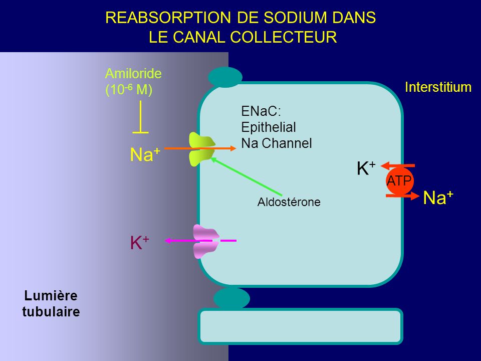 K+K+ Na + ATP Lumière tubulaire Interstitium Amiloride (10 -6 M) REABSORPTION DE SODIUM DANS LE CANAL COLLECTEUR Na + ENaC: Epithelial Na Channel K+K+ Aldostérone