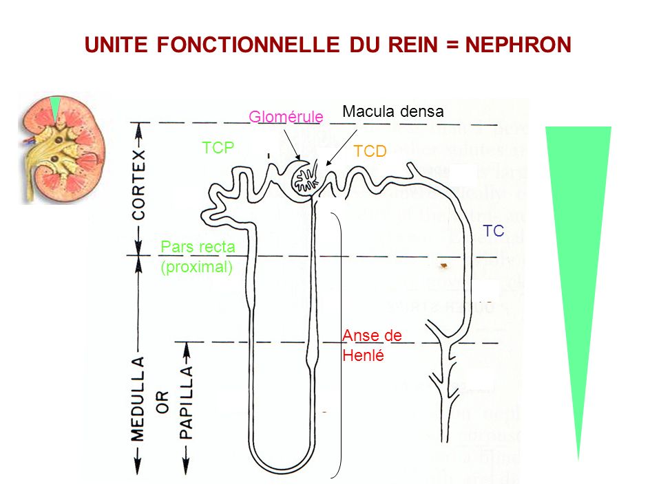 TCP Glomérule Macula densa Pars recta (proximal) Anse de Henlé TC TCD UNITE FONCTIONNELLE DU REIN = NEPHRON