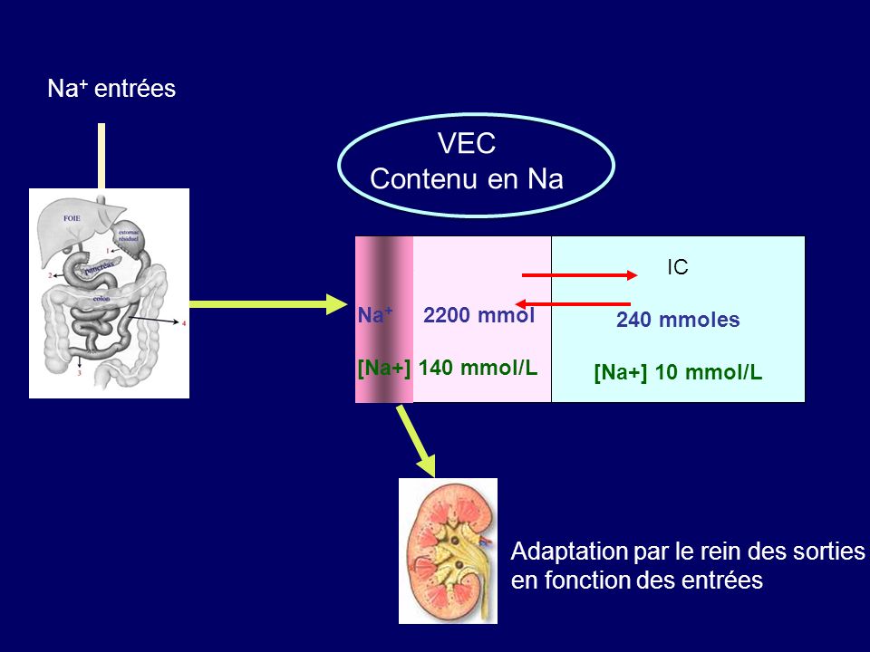 IC 240 mmoles [Na+] 10 mmol/L EC Na + entrées Adaptation par le rein des sorties en fonction des entrées Na mmol [Na+] 140 mmol/L VEC Contenu en Na