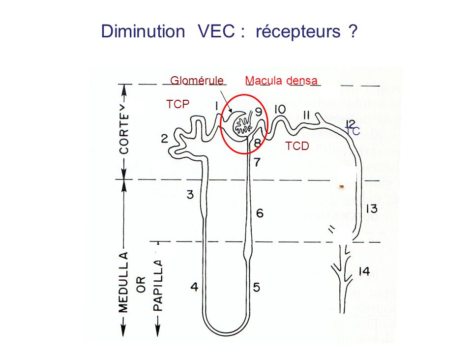 TCP Glomérule TC TCD Macula densa Diminution VEC : récepteurs
