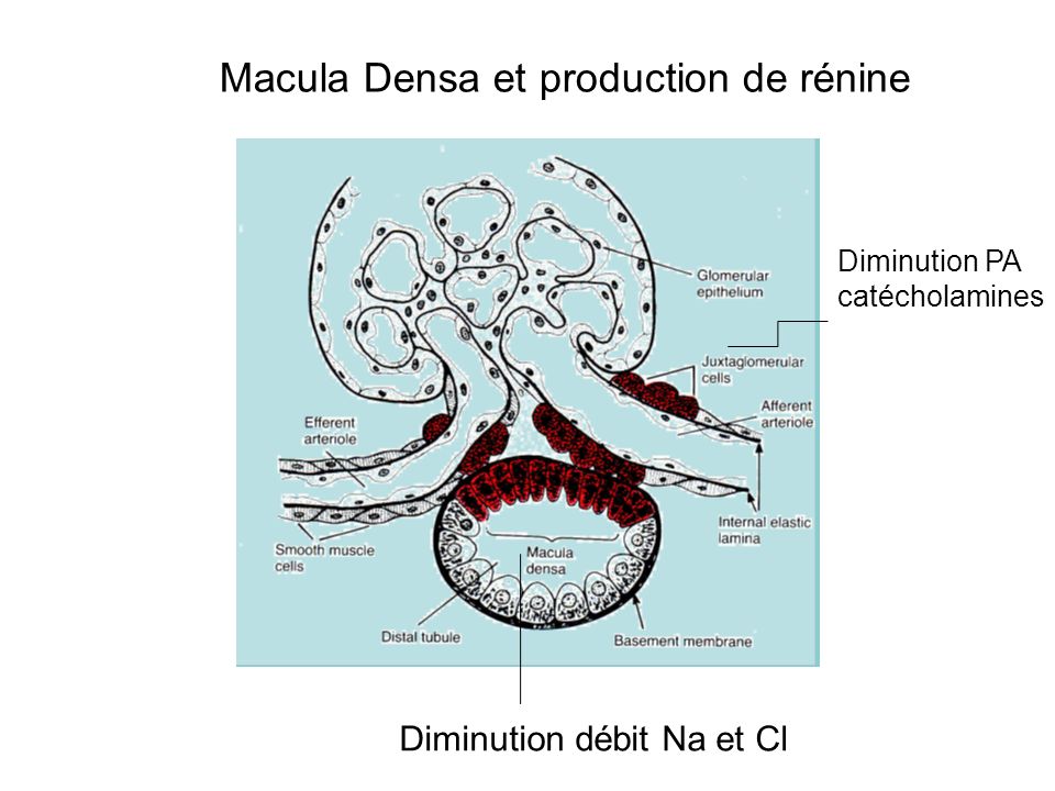 Diminution PA catécholamines Diminution débit Na et Cl Macula Densa et production de rénine