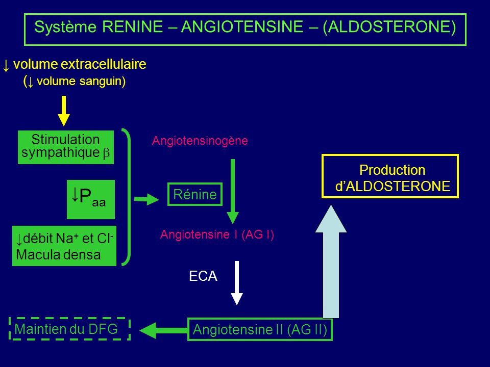 Système RENINE – ANGIOTENSINE – (ALDOSTERONE) Angiotensinogène Angiotensine I (AG I) Angiotensine II (AG II) Rénine ECA P aa Stimulation sympathique débit Na + et Cl - Macula densa Production dALDOSTERONE Maintien du DFG volume extracellulaire ( volume sanguin)