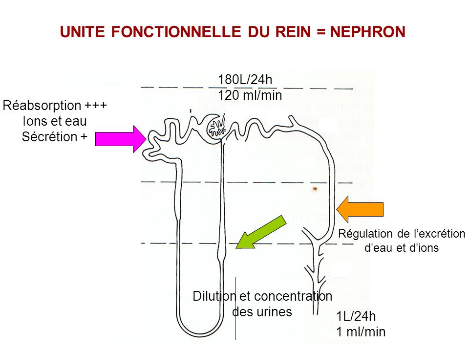 Réabsorption +++ Ions et eau Sécrétion + Dilution et concentration des urines Régulation de lexcrétion deau et dions 180L/24h 120 ml/min 1L/24h 1 ml/min