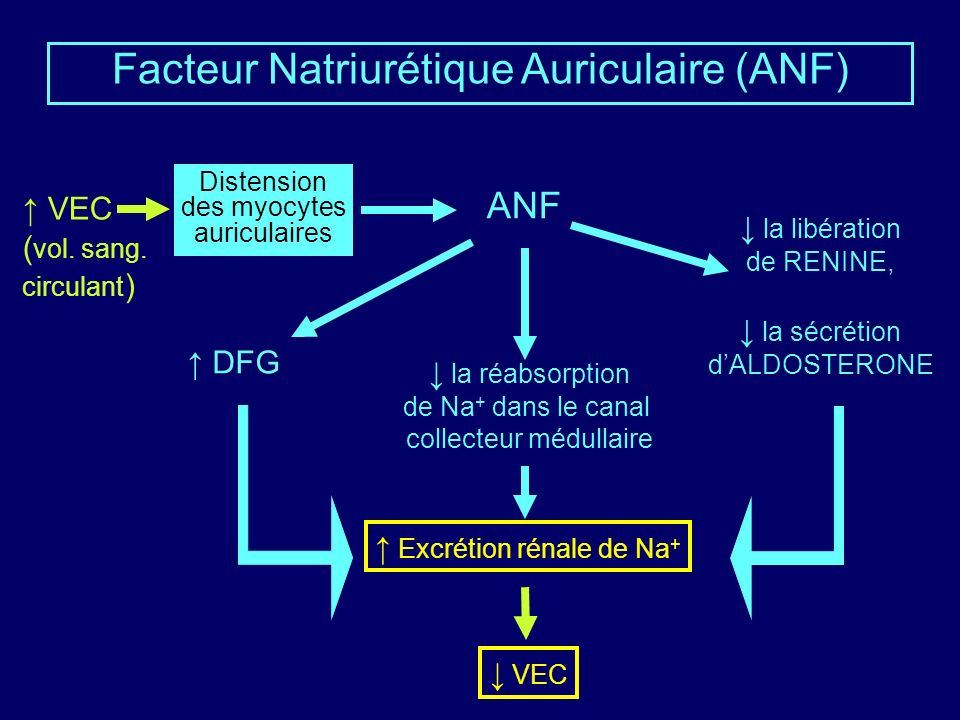 Facteur Natriurétique Auriculaire (ANF) ANF Distension des myocytes auriculaires la libération de RENINE, la sécrétion dALDOSTERONE DFG la réabsorption de Na + dans le canal collecteur médullaire VEC ( vol.