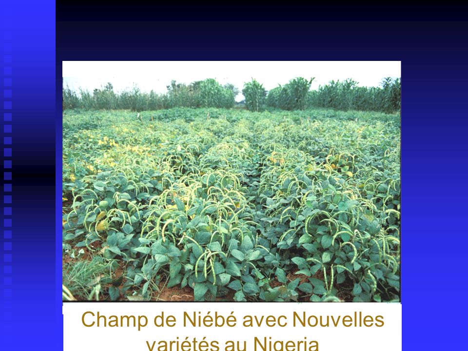 Champ de Niébé avec Nouvelles variétés au Nigeria
