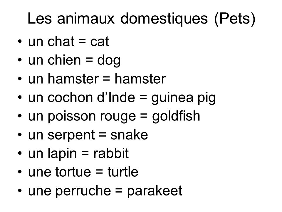 Les animaux domestiques (Pets) un chat = cat un chien = dog un hamster = hamster un cochon dInde = guinea pig un poisson rouge = goldfish un serpent = snake un lapin = rabbit une tortue = turtle une perruche = parakeet