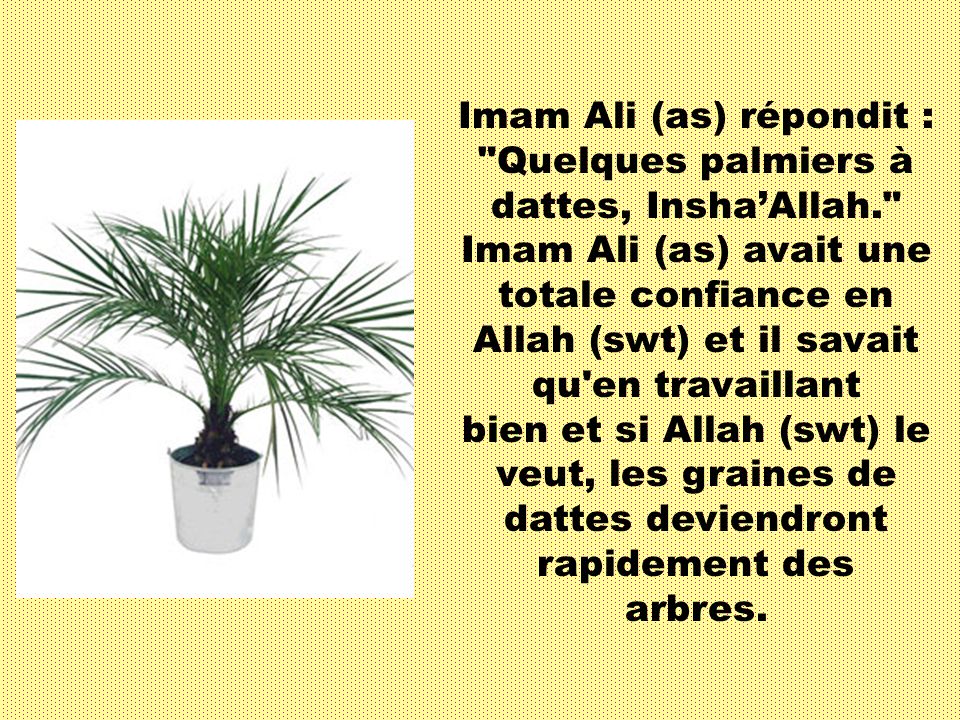 Voici un hadith dImam Ali (as) : Un jour, Imam Ali (as) transportait un lourd sac rempli de graines de dattes.