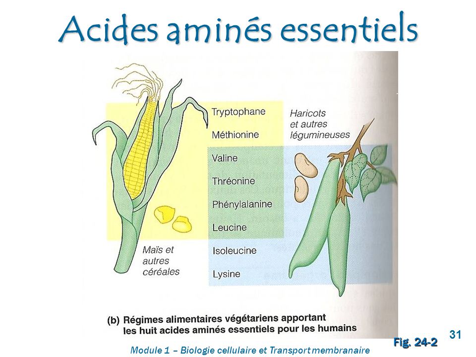 Résultats de recherche d'images pour « 8 acide aminé essentiels »