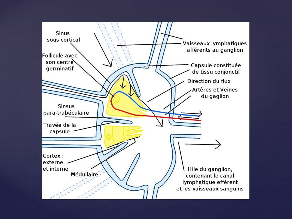 ganglions lymphatiques du tissu conjonctif