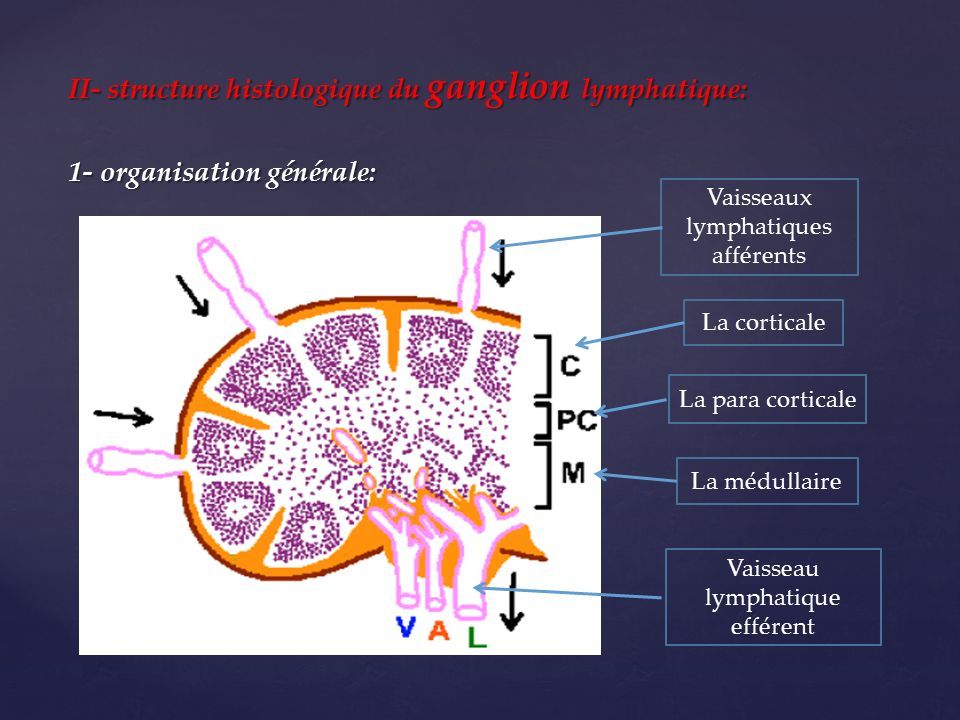 ganglions lymphatiques du tissu conjonctif