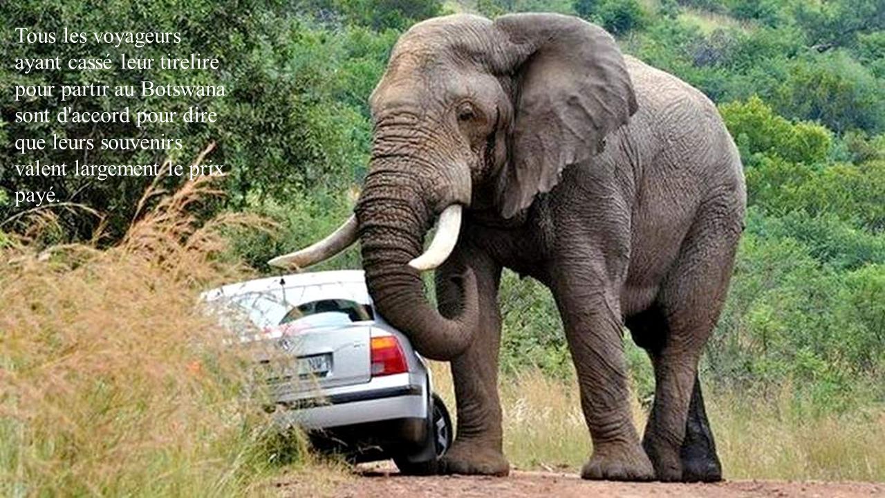 Elephant car