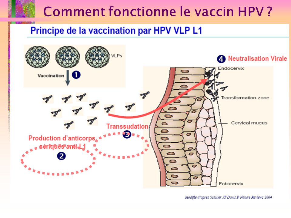 Comment fonctionne le vaccin HPV