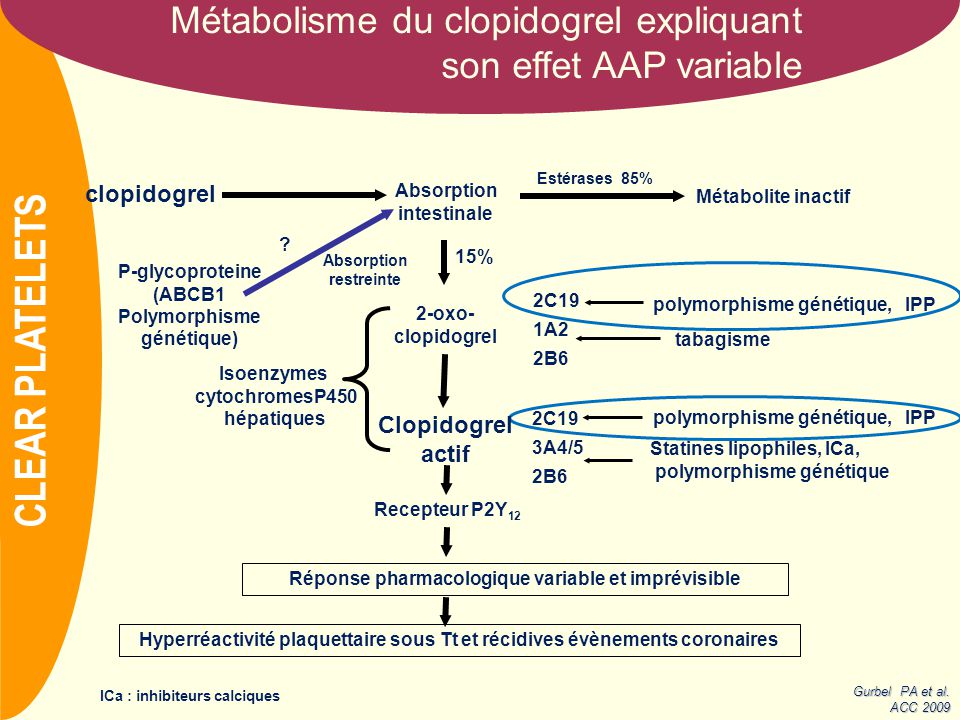 NOM Métabolisme du clopidogrel expliquant son effet AAP variable CLEAR PLATELETS Gurbel PA et al.
