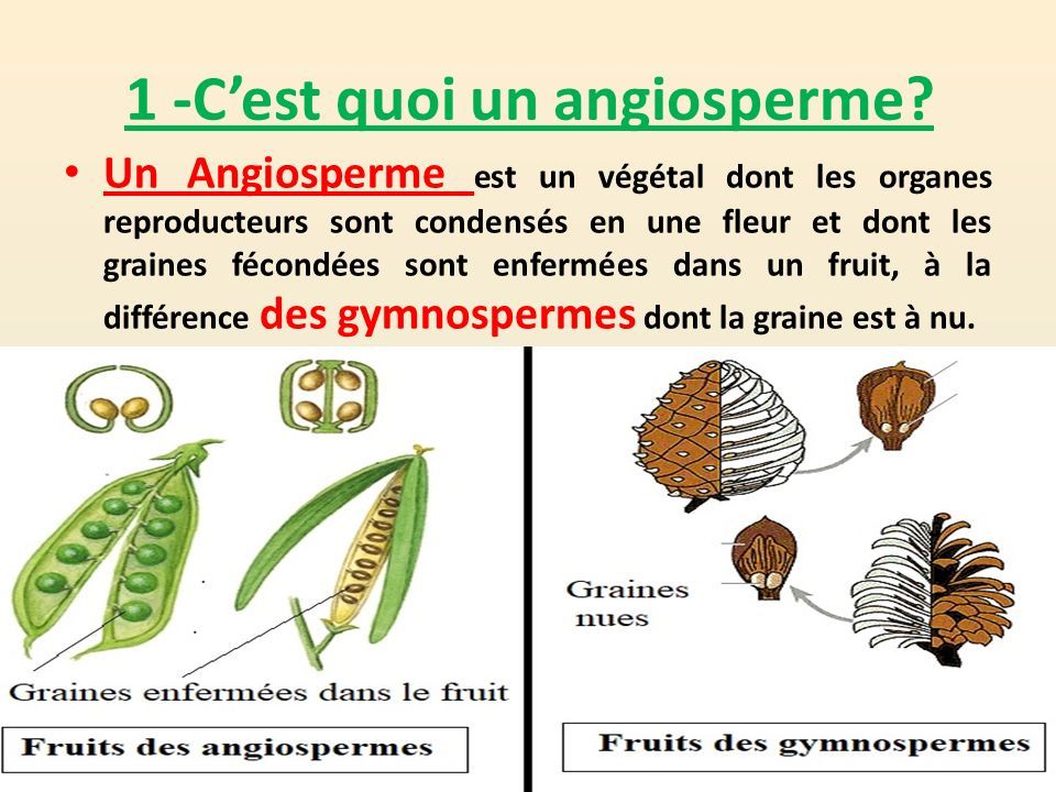 graine de gymnospermes