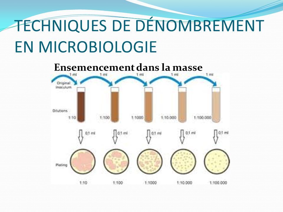 Exposé Sur Les Techniques De Dénombrement Bactérien Dun Produit Alimentaire Sur Milieux De 9561