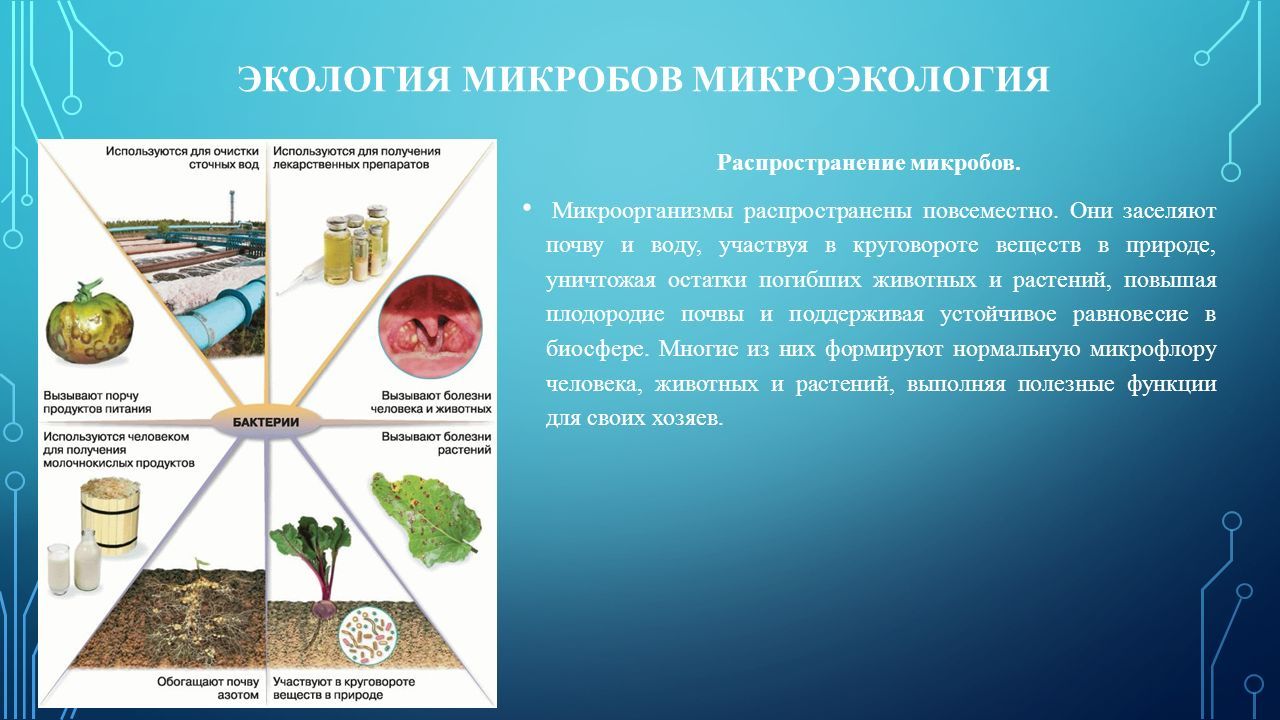 Чем обусловлено широкое распространение бактерий в природе