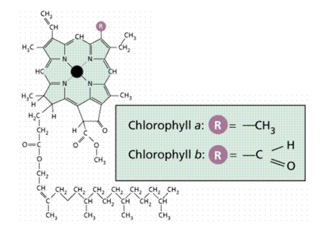 Пигмент хлорофилл. Хлорофилл a и хлорофилл b. Хлорофилл а и б формулы. Хлорофилл а и хлорофилл б. Хлорофилл б цвет.